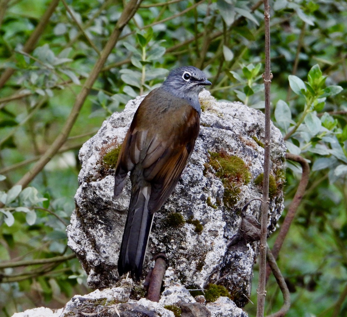 Brown-backed Solitaire - ML617849013