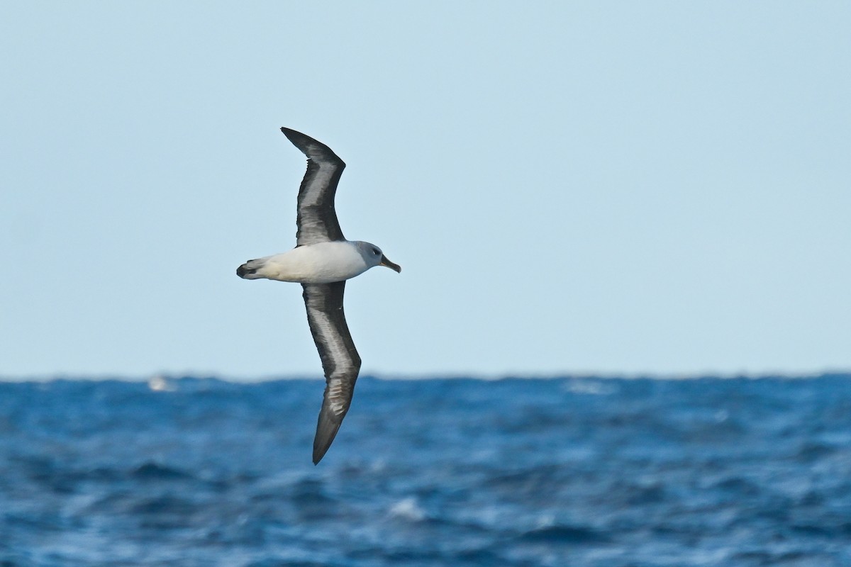 albatros šedohlavý - ML617849014