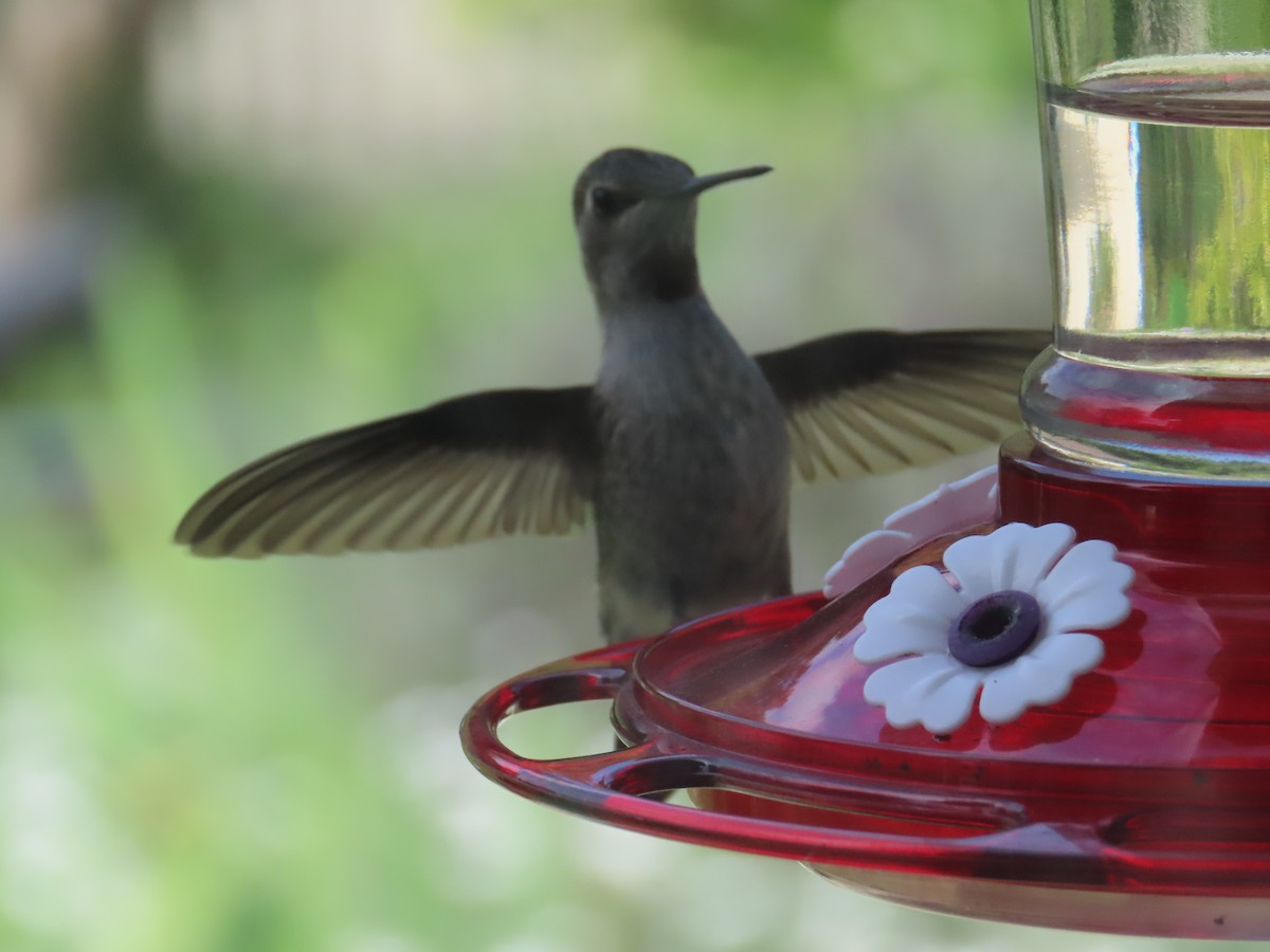 Anna's Hummingbird - ML617849031