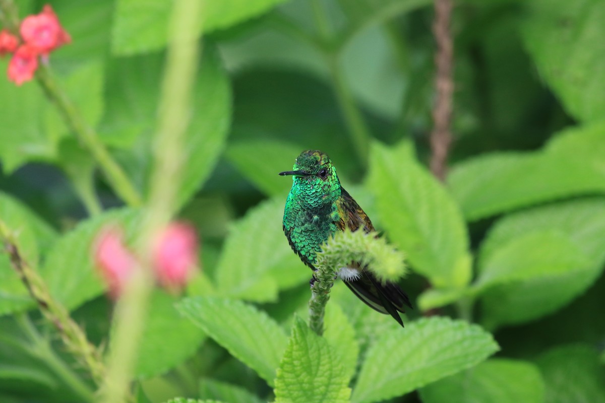 kolibřík modrobradý - ML617849033