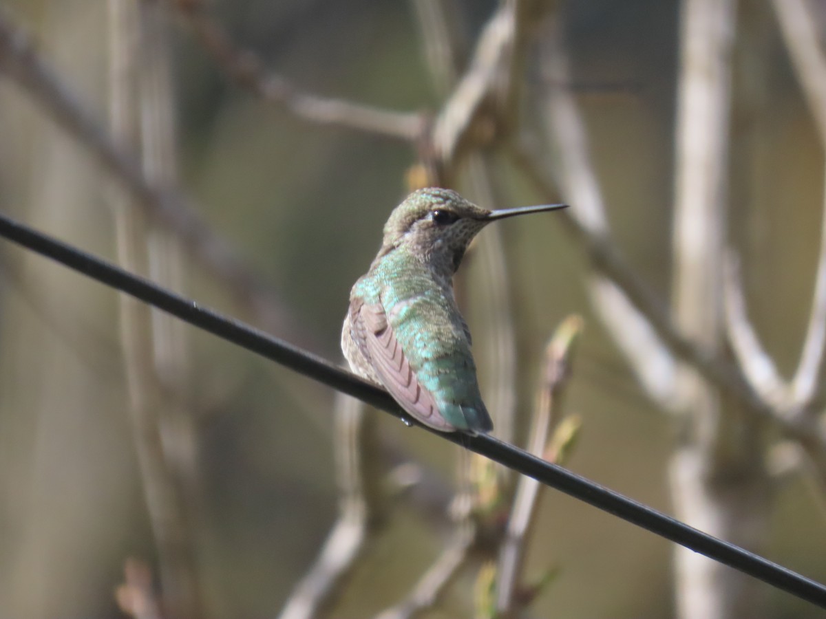 Anna's Hummingbird - ML617849045