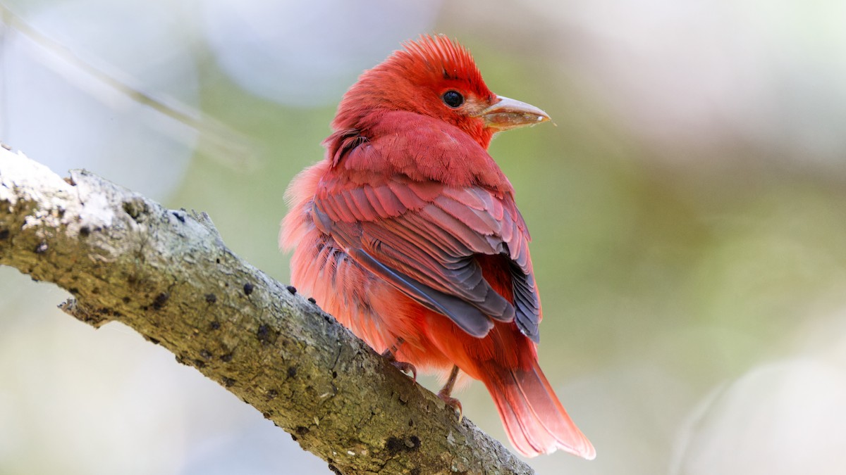 Summer Tanager - Brent Cox
