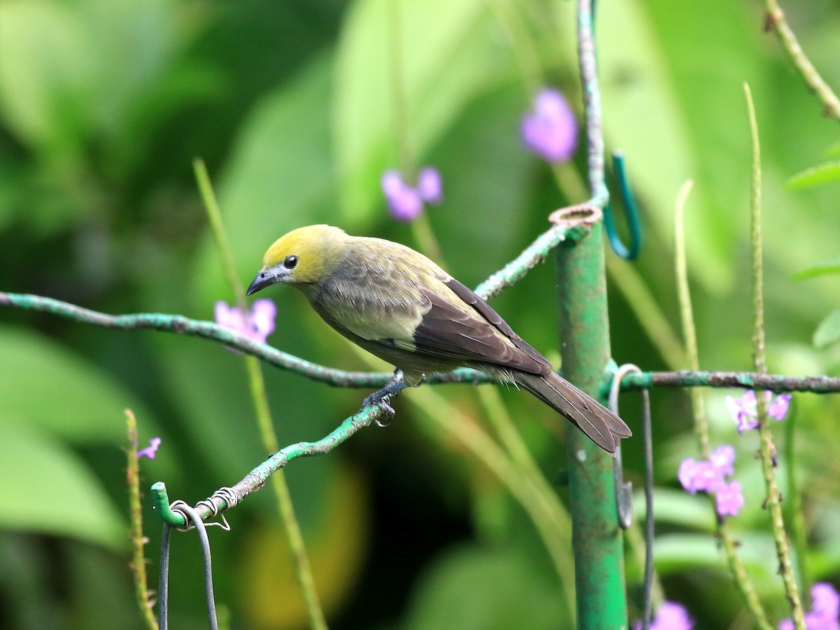 Palm Tanager - ML617849101