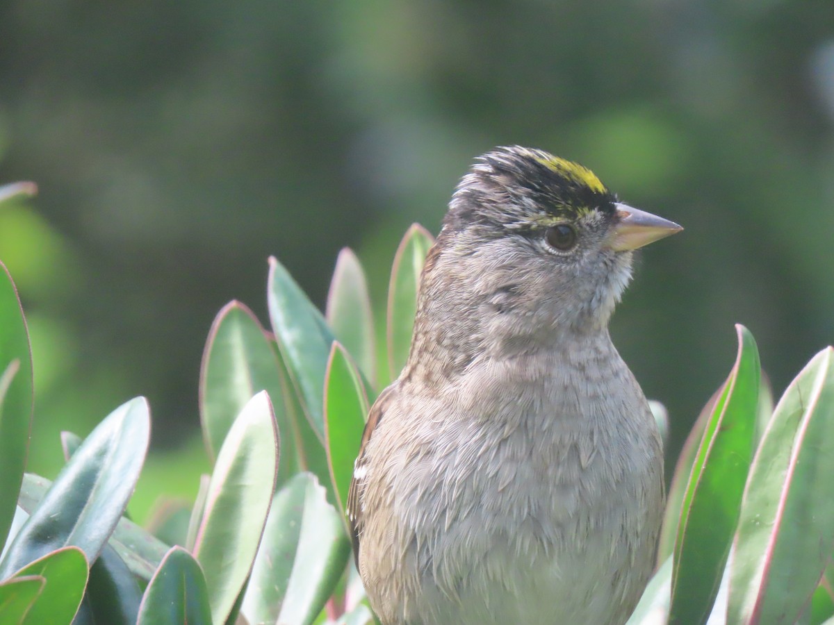 Golden-crowned Sparrow - ML617849112