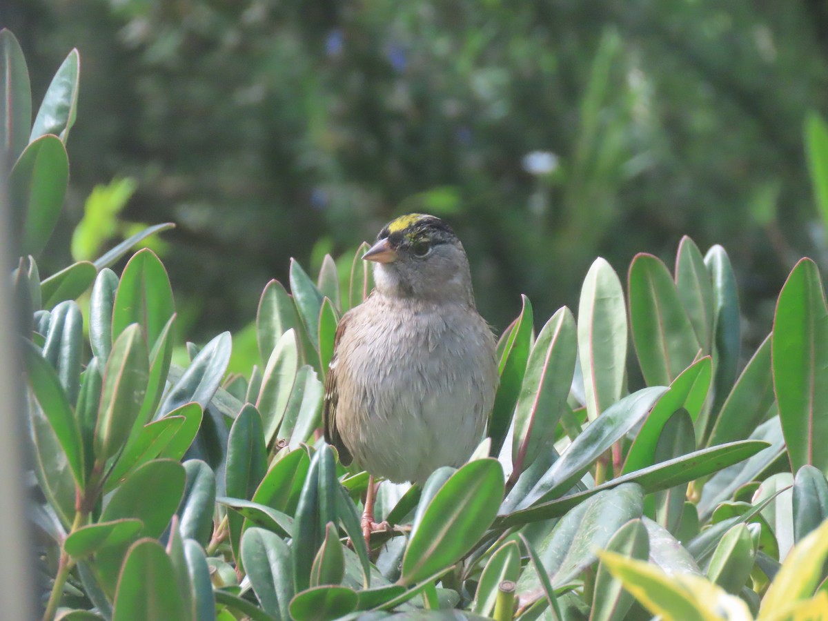 Golden-crowned Sparrow - ML617849113