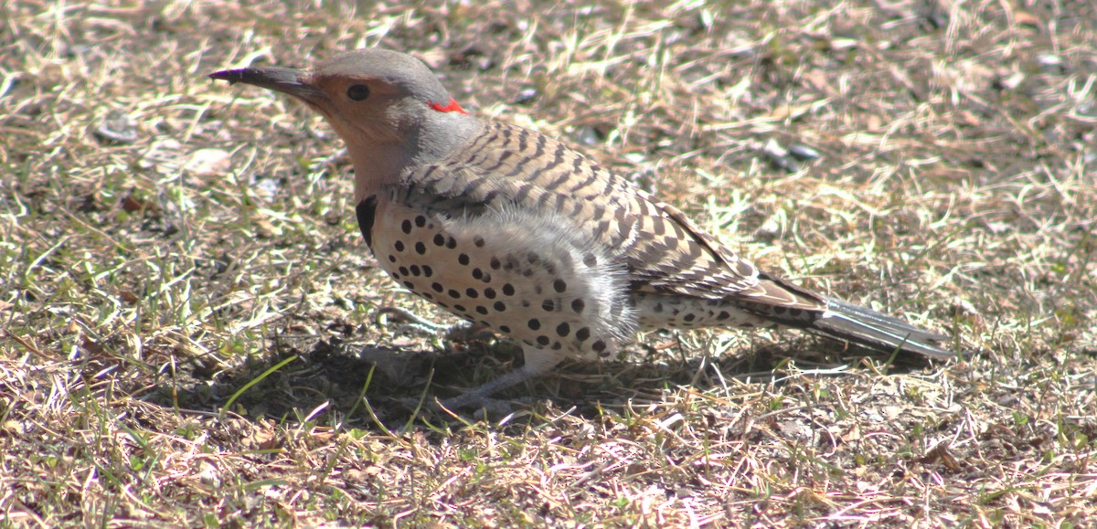 Northern Flicker (Yellow-shafted) - ML617849115