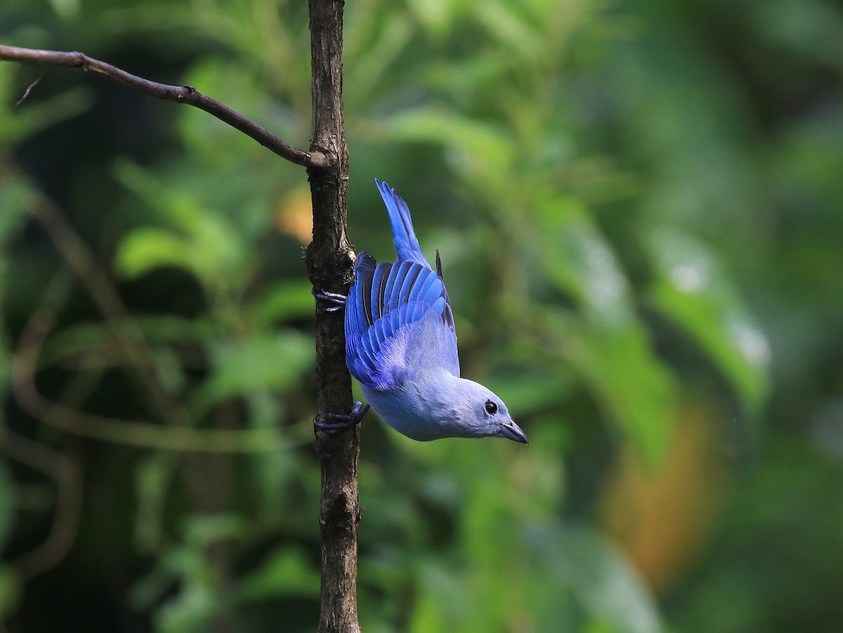 Blue-gray Tanager - ML617849140