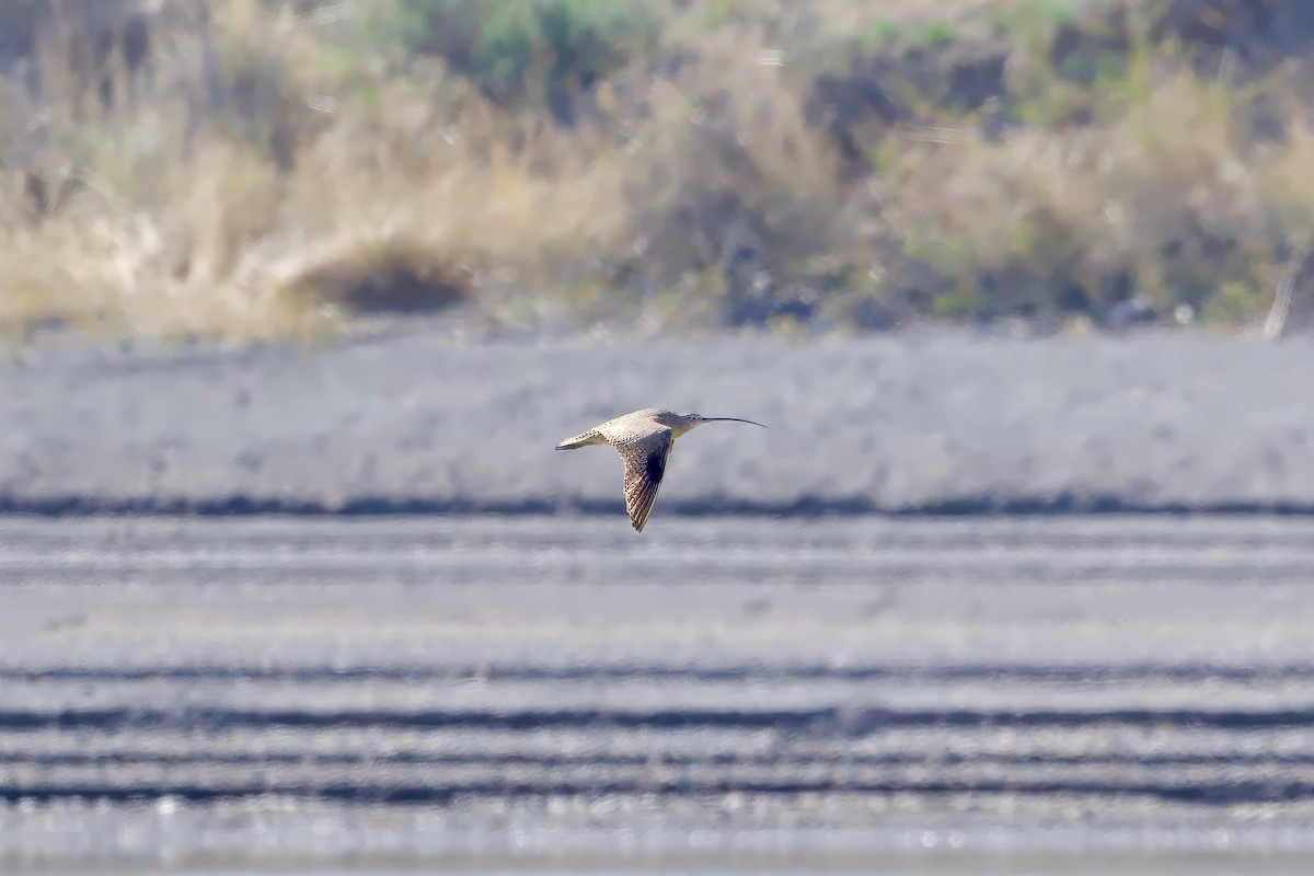 Long-billed Curlew - ML617849195
