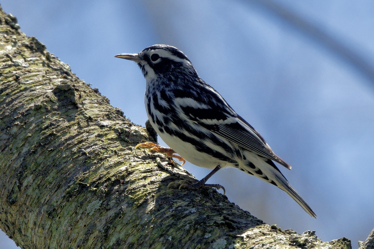 Black-and-white Warbler - ML617849196