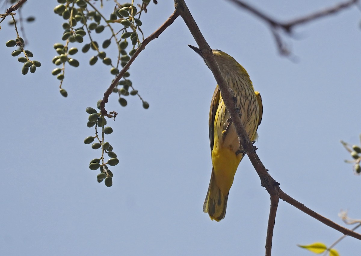 Indian Golden Oriole - ML617849222