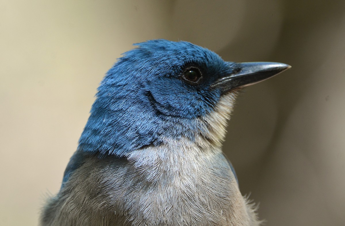 Mexican Jay - ML617849244