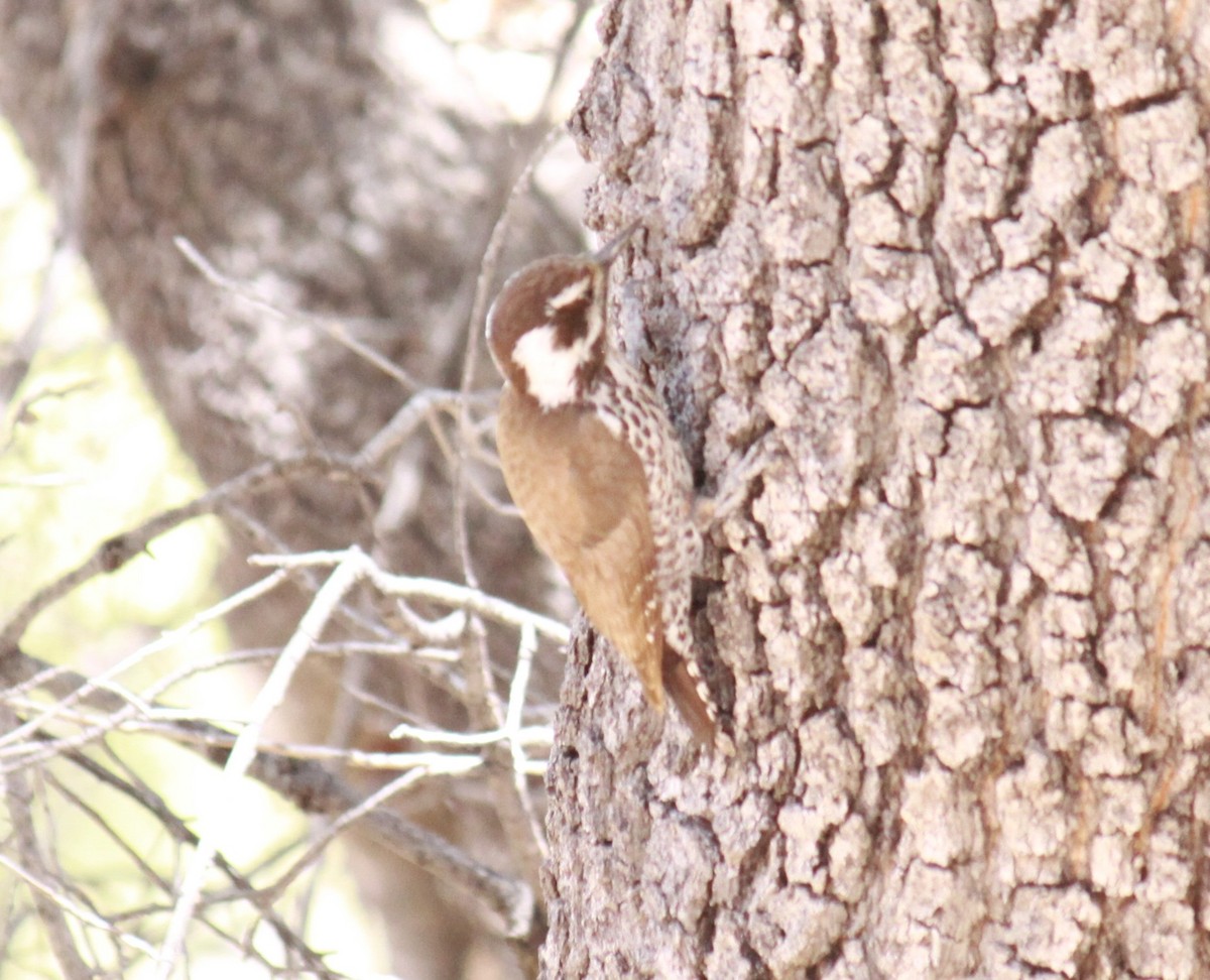 Arizona Woodpecker - ML617849276