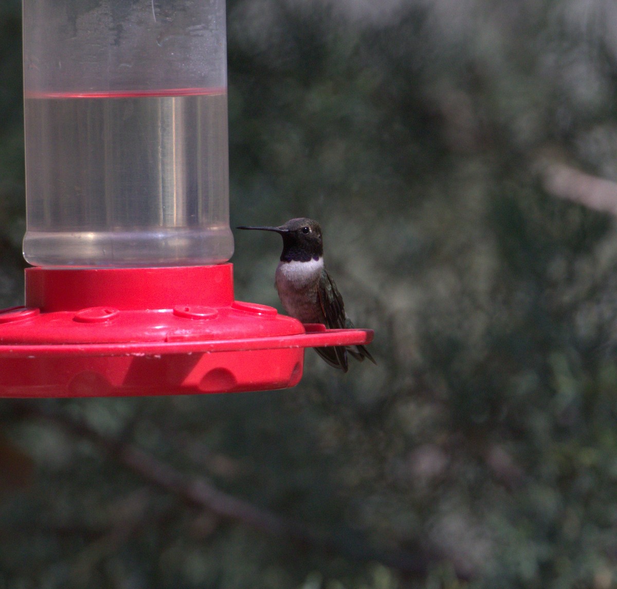 Black-chinned Hummingbird - Tim Murphy