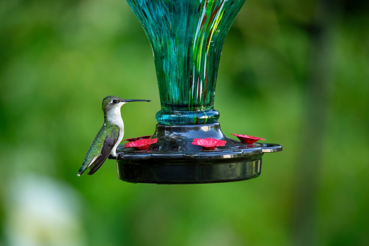 Ruby-throated Hummingbird - ML617849306