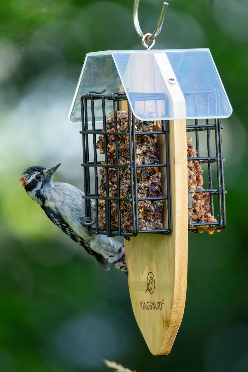 Downy Woodpecker - ML617849327