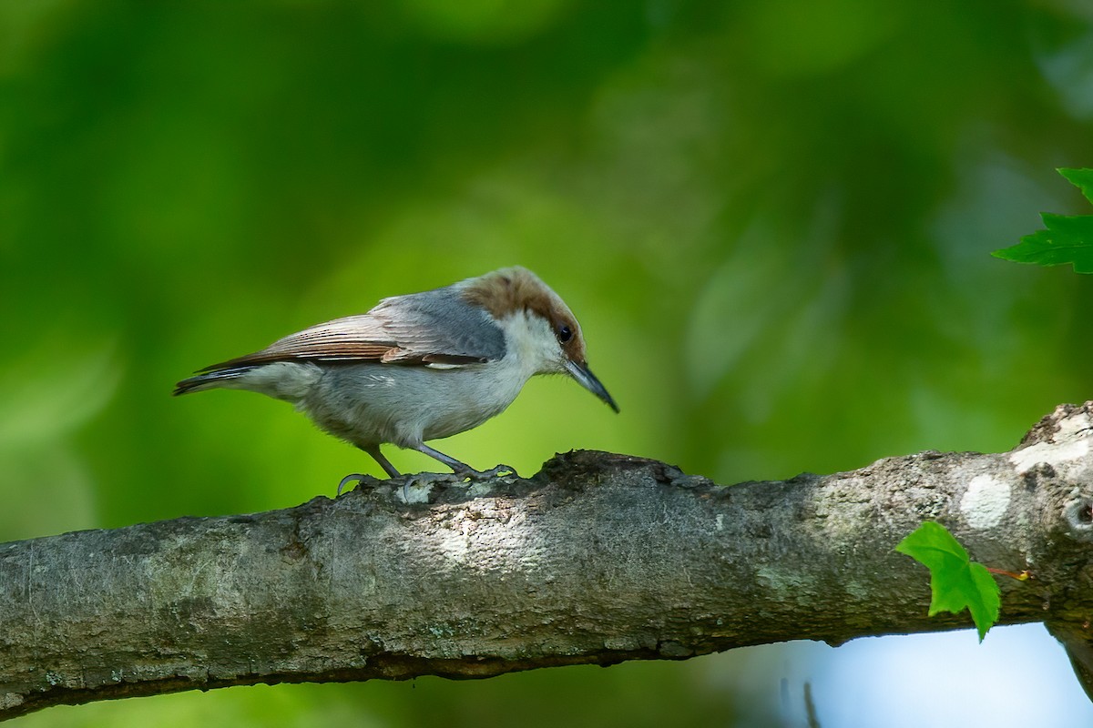 Brown-headed Nuthatch - ML617849335