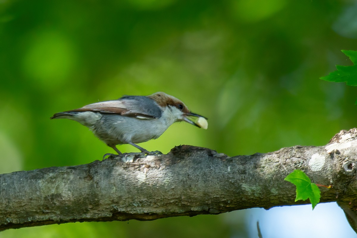 Brown-headed Nuthatch - ML617849336