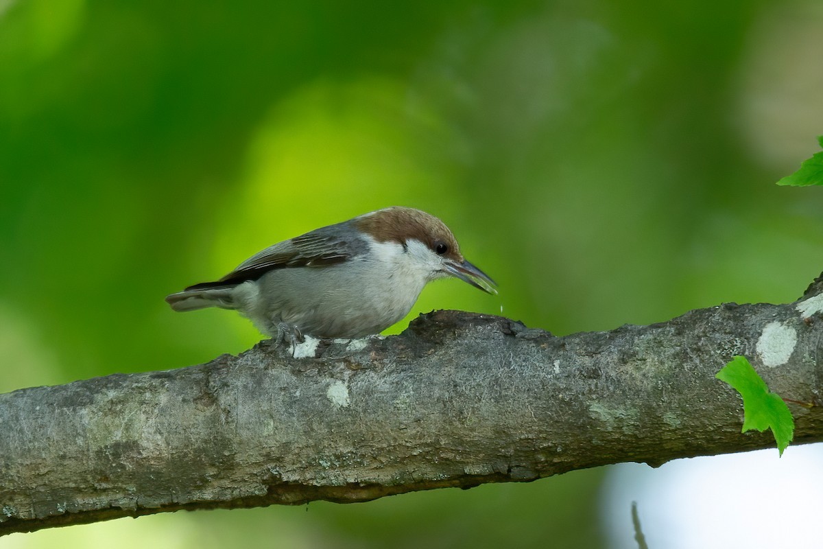 Brown-headed Nuthatch - ML617849337
