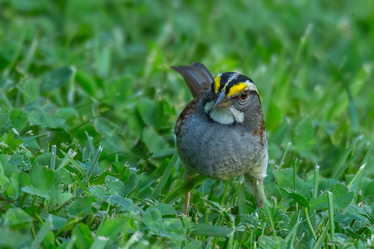 White-throated Sparrow - ML617849353