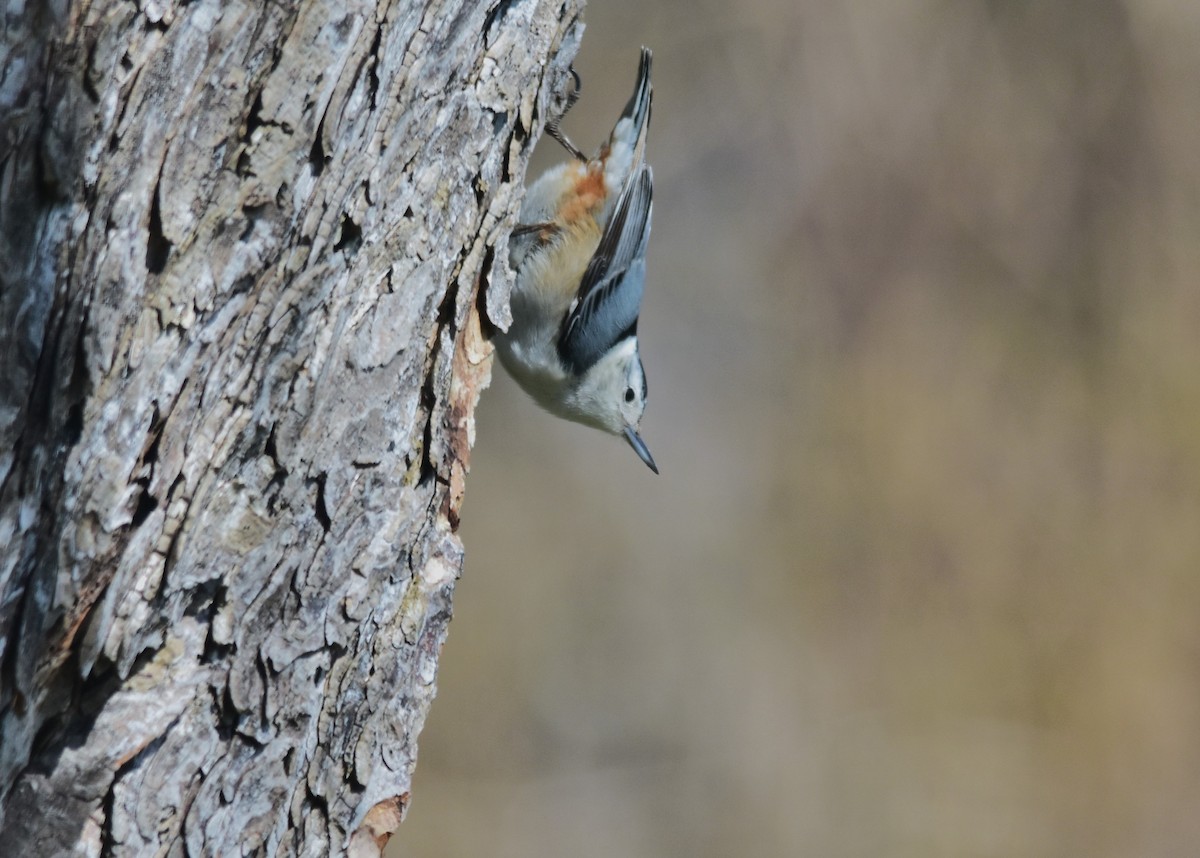 White-breasted Nuthatch - ML617849412