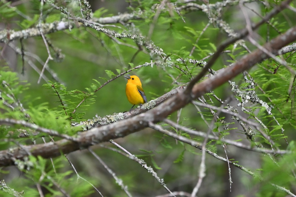 Prothonotary Warbler - ML617849487