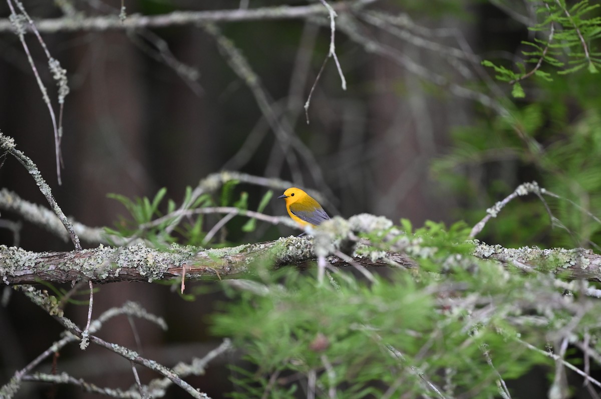 Prothonotary Warbler - ML617849488