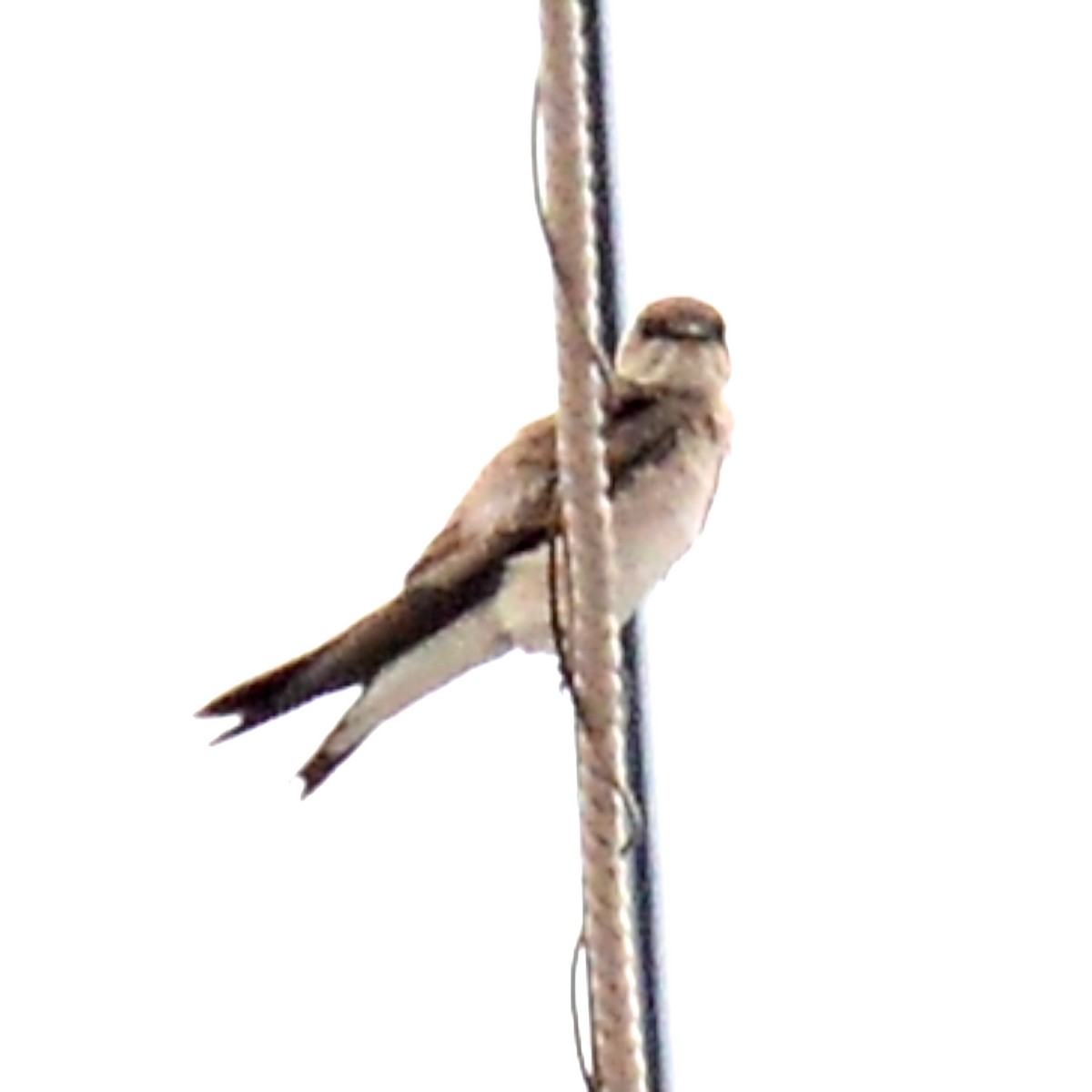 Northern Rough-winged Swallow - T Reed