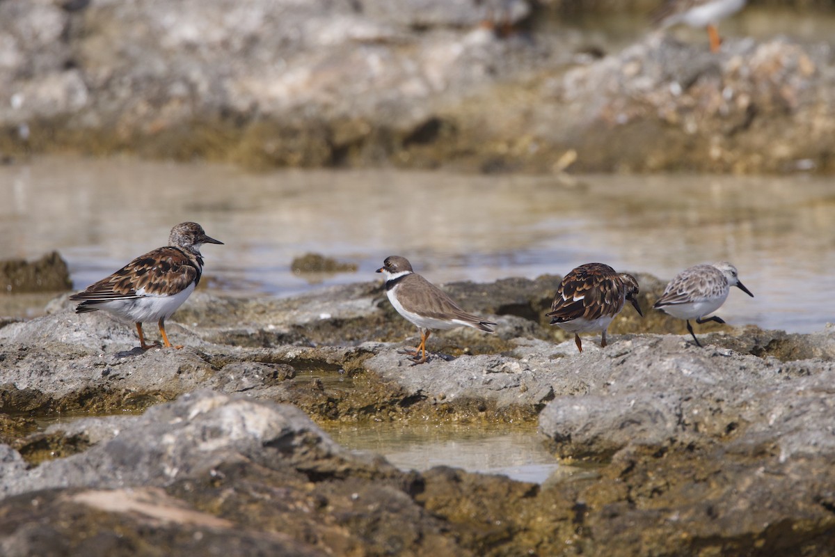 Semipalmated Plover - ML617849594