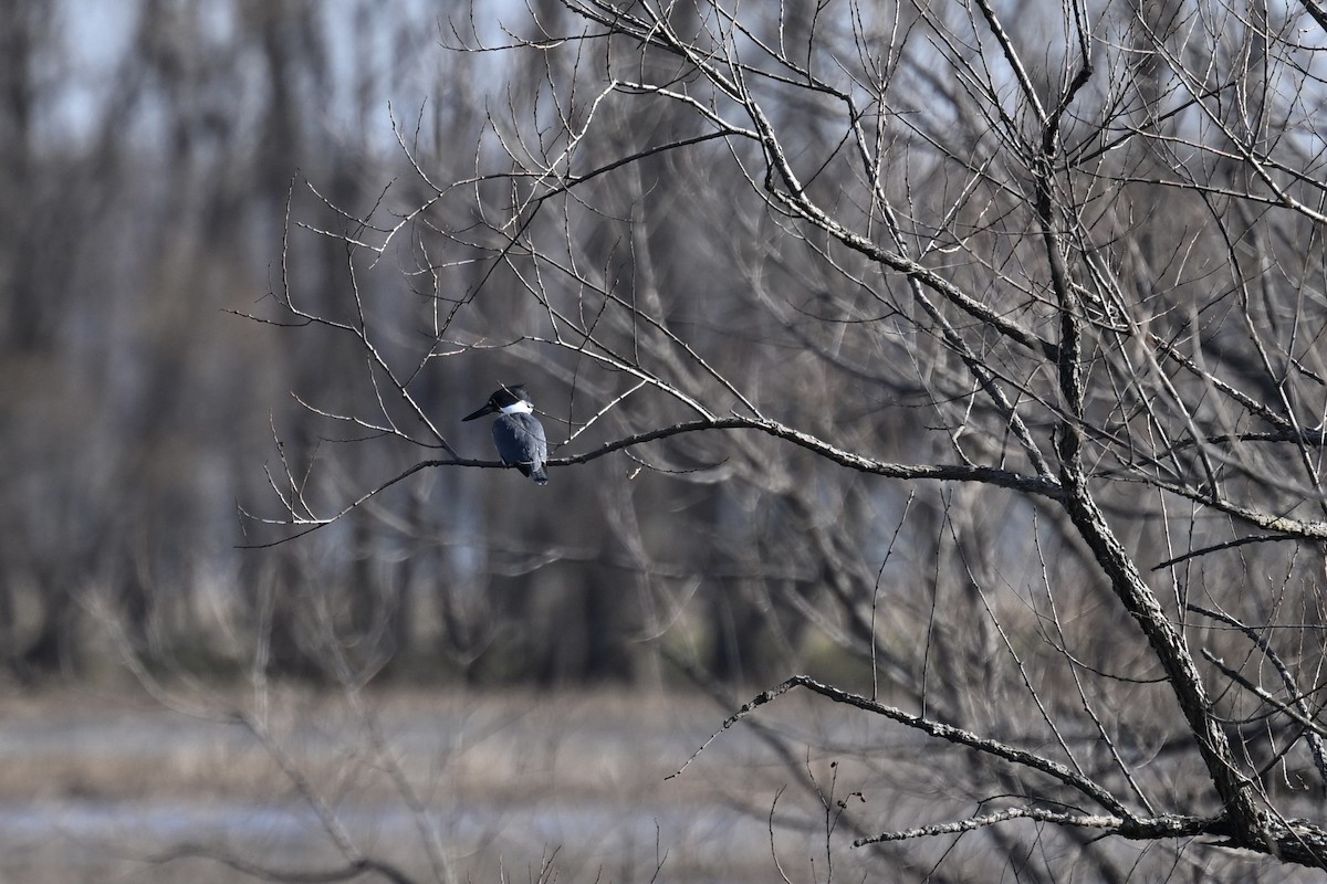 Belted Kingfisher - france dallaire