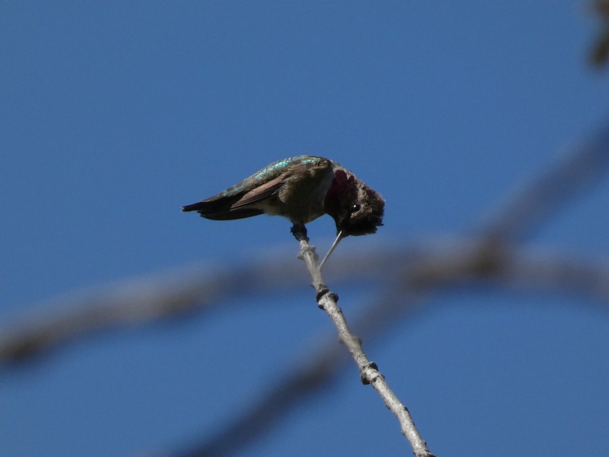Anna's Hummingbird - ML617849606