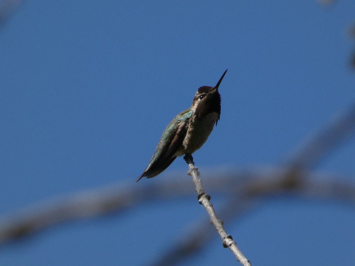 Anna's Hummingbird - ML617849607