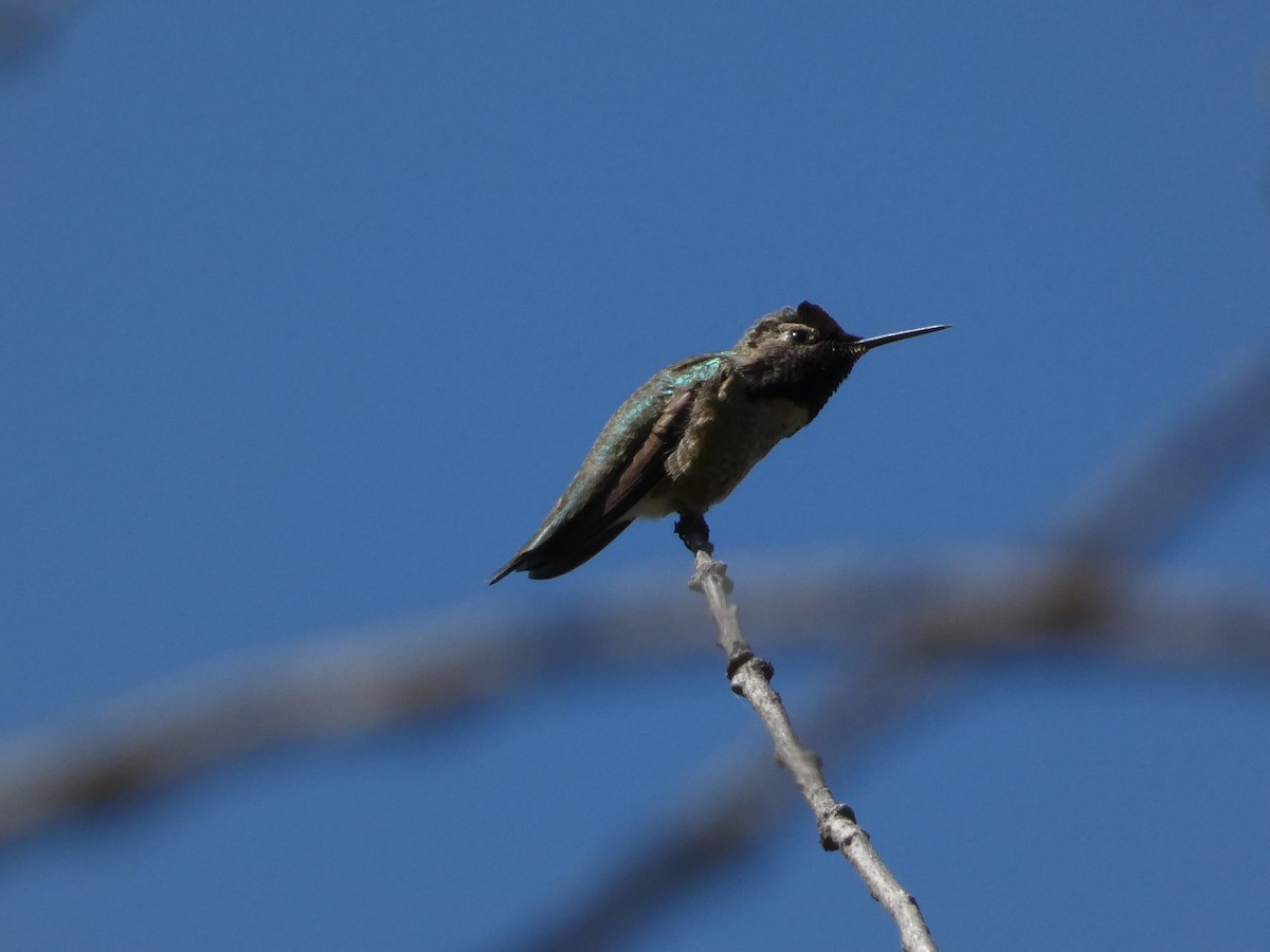 Anna's Hummingbird - ML617849608