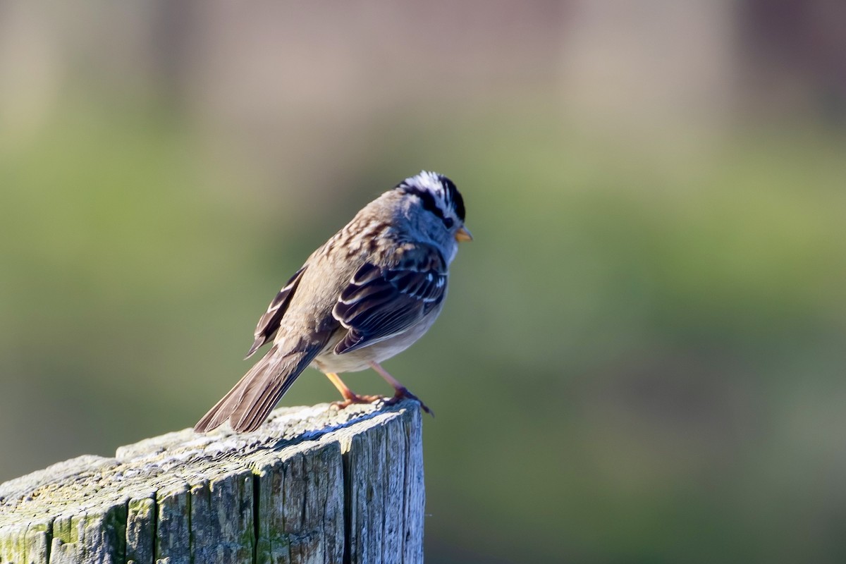 White-crowned Sparrow - ML617849618