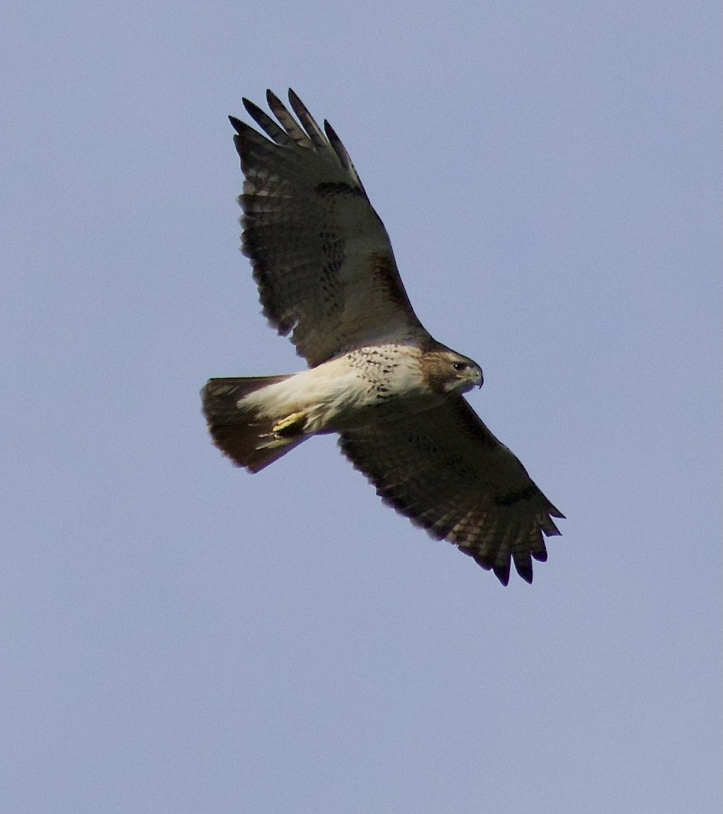 Red-tailed Hawk - ML617849621