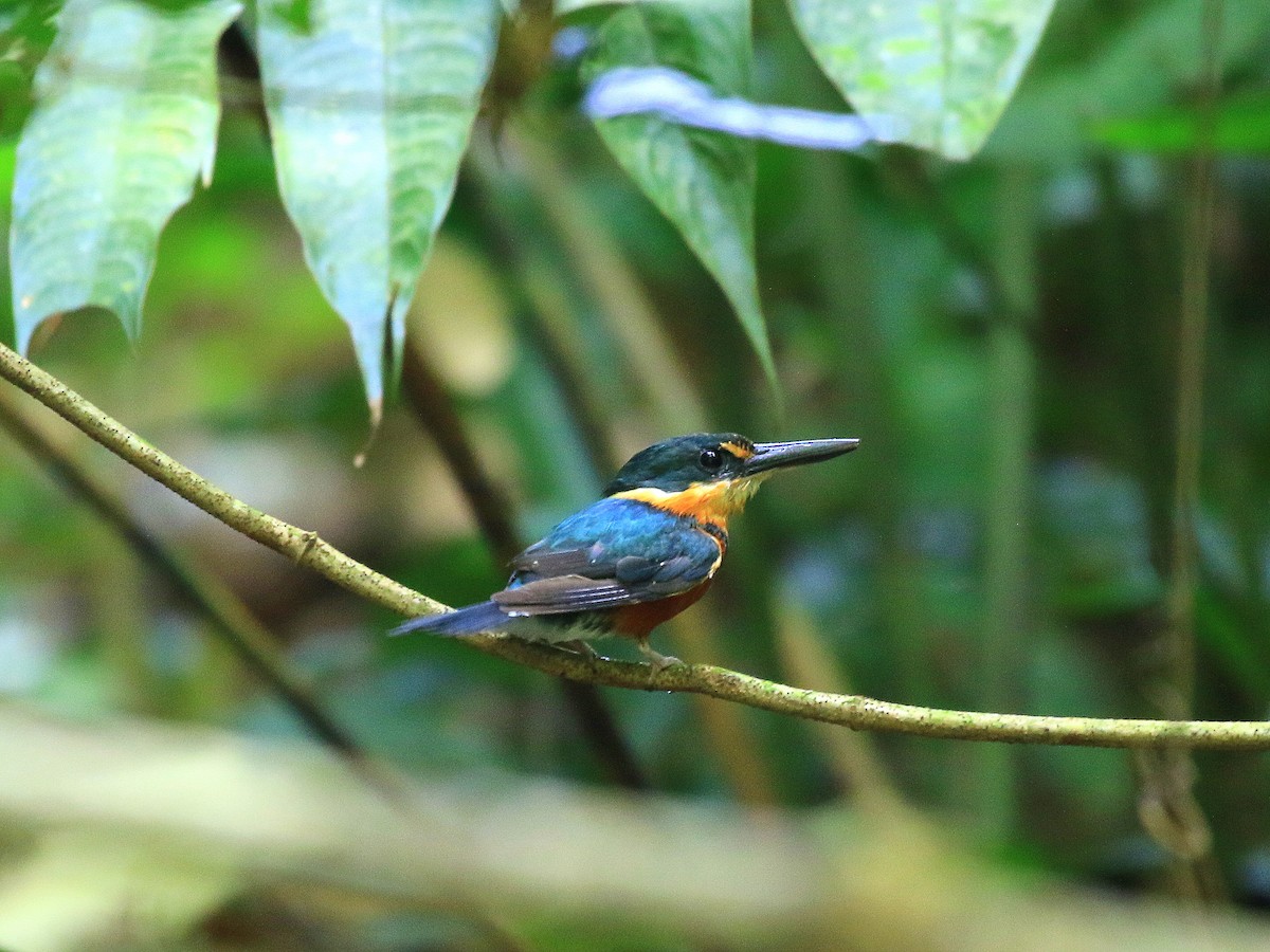 American Pygmy Kingfisher - ML617849629