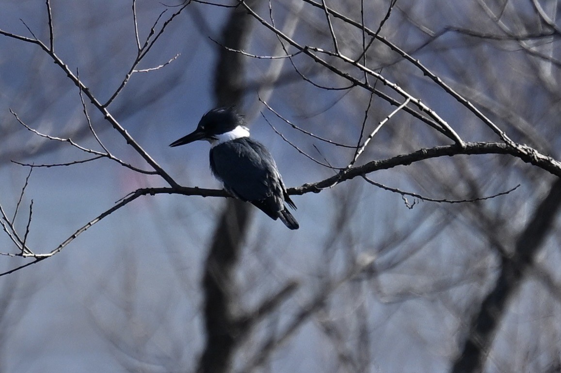 Belted Kingfisher - ML617849633