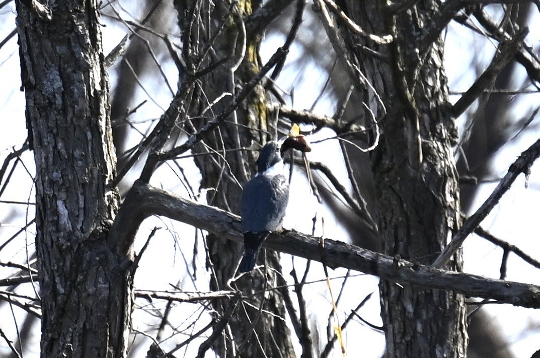 Belted Kingfisher - ML617849634