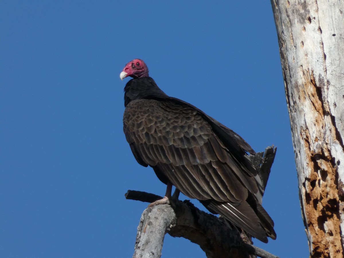 Turkey Vulture - ML617849645