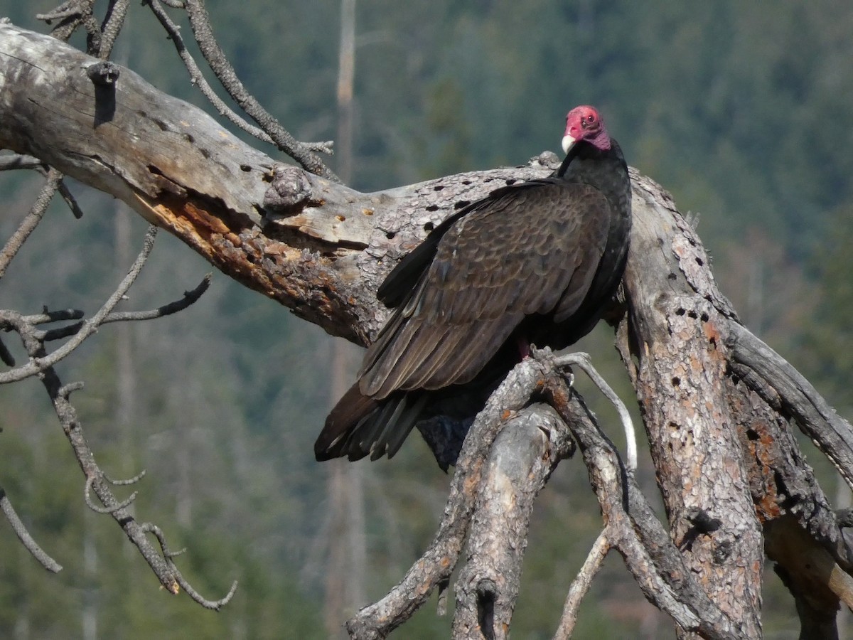 Turkey Vulture - ML617849648