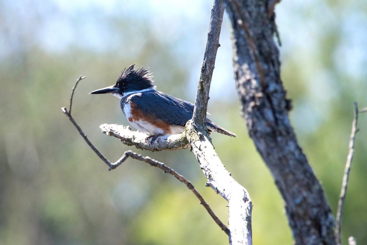 Belted Kingfisher - ML617849672