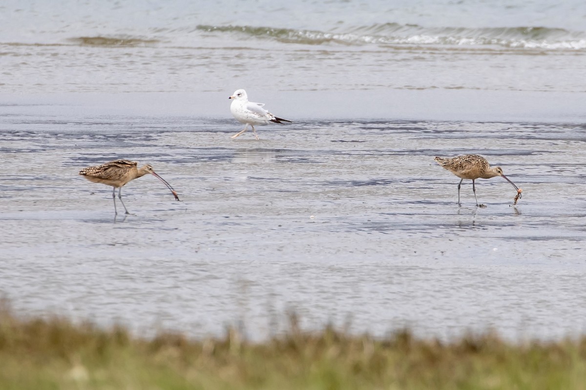 Long-billed Curlew - ML617849674
