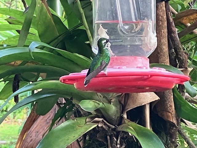 Speckled Hummingbird (melanogenys Group) - ML617849705