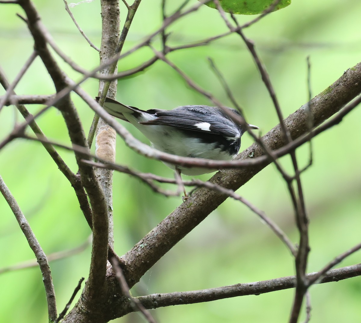 Black-throated Blue Warbler - Bob Sicolo