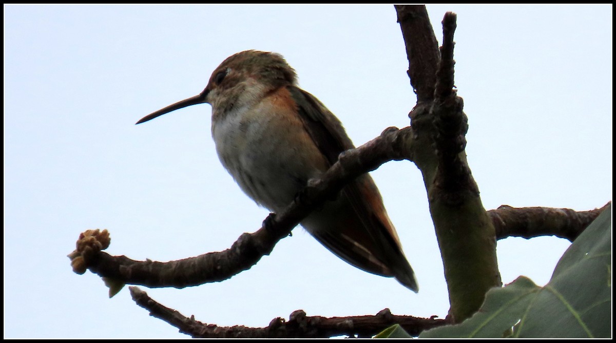 Allen's Hummingbird - Peter Gordon
