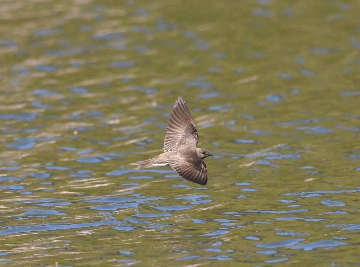 Northern Rough-winged Swallow - ML617849780