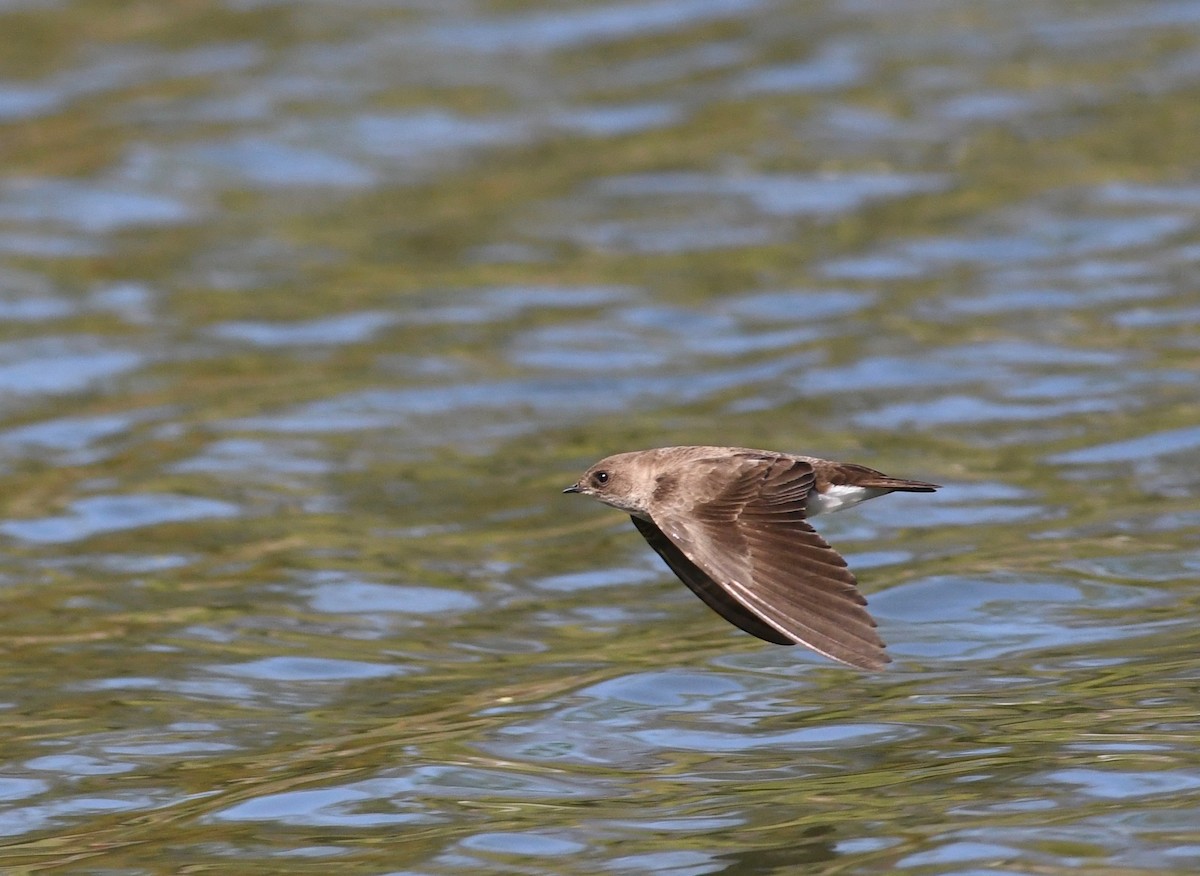 Northern Rough-winged Swallow - ML617849782