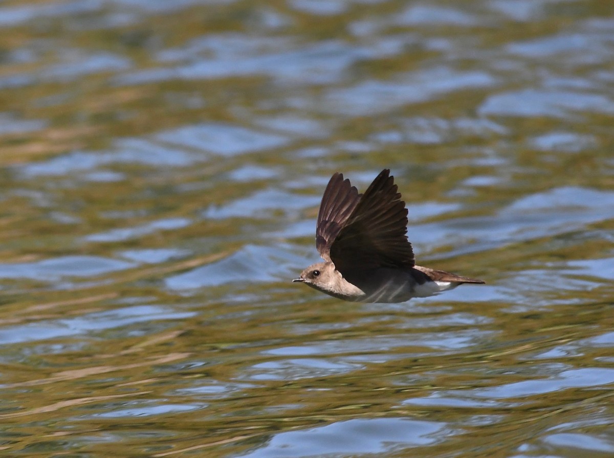 Northern Rough-winged Swallow - ML617849783