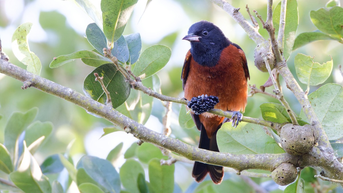 Orchard Oriole - ML617849801
