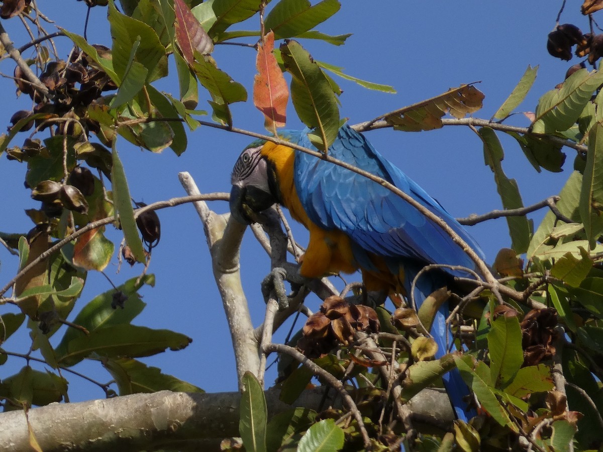 Blue-and-yellow Macaw - ML617849813