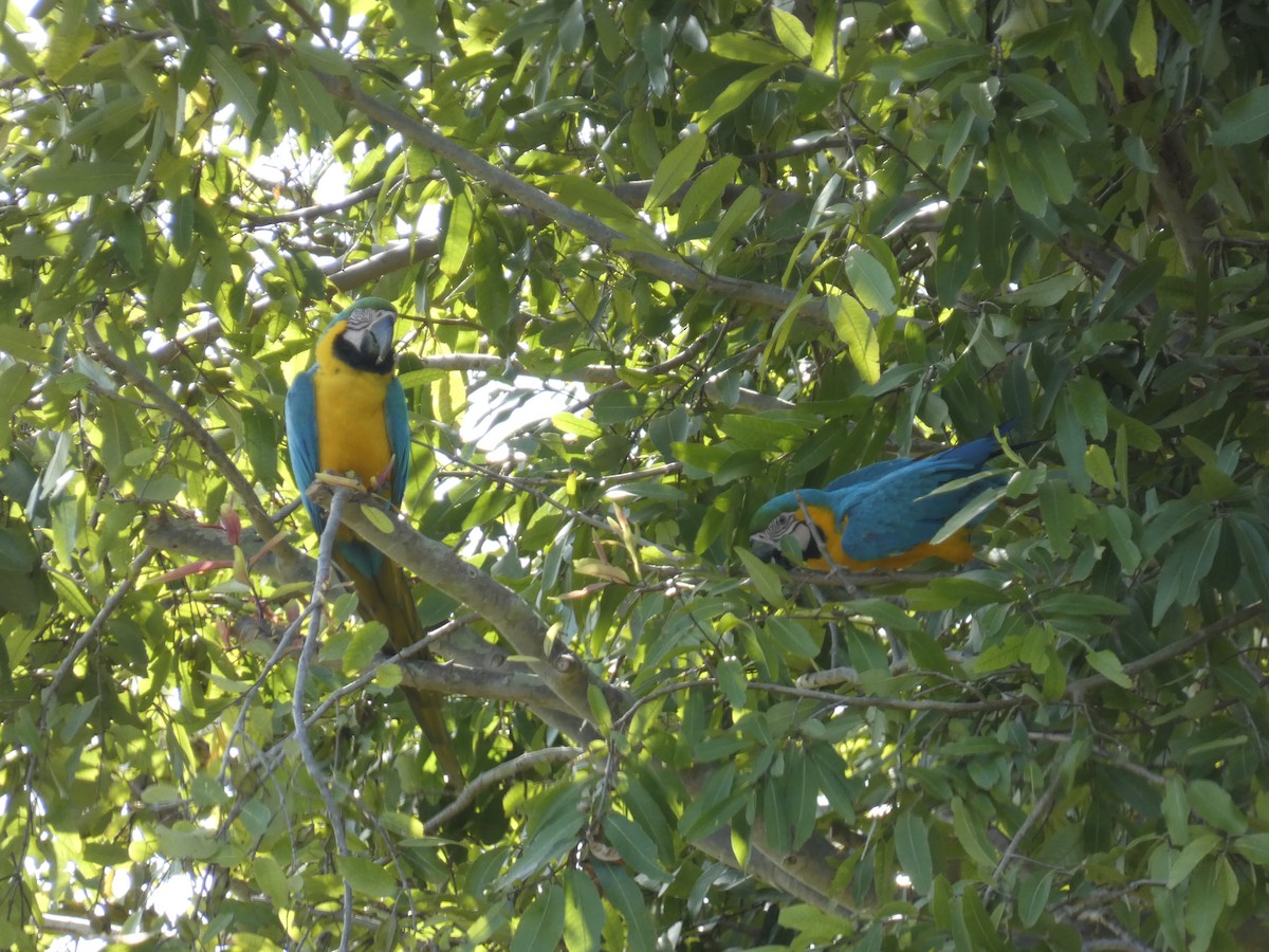 Blue-and-yellow Macaw - ML617849814